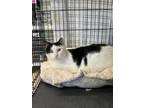 Adopt Felix a White Domestic Shorthair / Domestic Shorthair / Mixed cat in