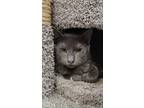 Adopt Malachite a Gray or Blue Domestic Shorthair / Mixed Breed (Medium) / Mixed