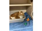 Adopt Penni a Orange or Red (Mostly) Domestic Shorthair (short coat) cat in