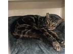 Adopt William a Spotted Tabby/Leopard Spotted Domestic Shorthair (short coat)