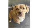 Adopt Ellie May a Tan/Yellow/Fawn Hound (Unknown Type) / American Staffordshire