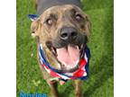 Adopt Marlee a Tricolor (Tan/Brown & Black & White) Plott Hound / Mountain Cur /