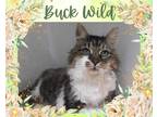 Adopt Buck Wild a Brown Tabby Domestic Longhair / Mixed cat in Hamilton