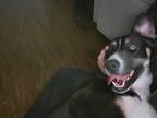 Adopt Bella a Black - with White German Shepherd Dog / Husky / Mixed dog in