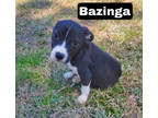 Adopt Bazinga a Black Terrier (Unknown Type, Small) / Mixed dog in Medfield