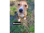 Adopt Bronco a Tan/Yellow/Fawn Terrier (Unknown Type, Medium) / Mixed Breed