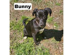 Adopt Bunny a Black Terrier (Unknown Type, Small) / Mixed dog in Medfield