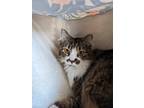 Adopt Sarah a Brown Tabby Domestic Longhair (long coat) cat in Taylorsville