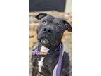 Adopt Dash a Black Mixed Breed (Large) / Mixed dog in Cincinnati, OH (39774731)