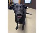 Adopt Kermit a Black Labrador Retriever / Mixed dog in Sullivan, IN (41153627)