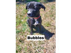 Adopt Bubbles a Black Terrier (Unknown Type, Medium) / Mixed Breed (Medium) /