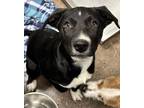 Adopt Jason a Black Mixed Breed (Medium) / Mixed dog in Florence, AL (41153565)