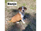 Adopt Banjo a Tan/Yellow/Fawn Terrier (Unknown Type, Medium) / Mixed Breed