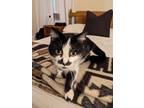 Adopt Mama a Black & White or Tuxedo Domestic Shorthair (short coat) cat in