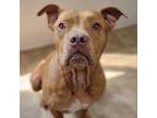 Adopt Cliff a Brown/Chocolate - with White Pit Bull Terrier / Mixed dog in