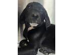 Adopt Linc a Black Hound (Unknown Type) / Mixed Breed (Medium) / Mixed (short