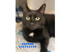 Adopt Capone a All Black Domestic Shorthair / Domestic Shorthair / Mixed cat in