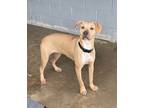Adopt Tiddlywink a Tan/Yellow/Fawn Mixed Breed (Large) / Mixed dog in Covington