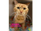 Adopt Sharon- Stray a Orange or Red Domestic Shorthair / Mixed Breed (Medium) /