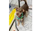Adopt Amber a Brown/Chocolate - with Tan Miniature Pinscher / Jack Russell
