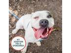 Adopt Ducato - In Foster a American Pit Bull Terrier / Mixed dog in Birdsboro