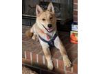 Adopt Sadie a Red/Golden/Orange/Chestnut Shiba Inu dog in New Albany