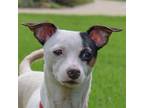 Adopt Paulie a White - with Black Jack Russell Terrier / Dachshund / Mixed dog