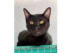 Adopt Pepe a All Black American Shorthair / Domestic Shorthair / Mixed cat in