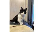 Adopt Bandit a Black & White or Tuxedo Domestic Shorthair (short coat) cat in
