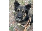 Adopt Rupert MacKenzie a Black - with Tan, Yellow or Fawn German Shepherd Dog