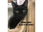 Adopt Funguy a All Black Domestic Shorthair / Domestic Shorthair / Mixed cat in