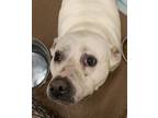 Adopt Snowflake a White American Staffordshire Terrier / American Pit Bull