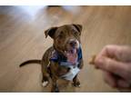 Adopt Milo a Brown/Chocolate Pit Bull Terrier / Husky / Mixed dog in Toledo