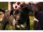 Adopt Peppy a Black Mixed Breed (Medium) / Mixed dog in Boone, NC (41153079)