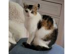 Adopt Desiree (Desi) a Calico or Dilute Calico Domestic Shorthair / Mixed (short