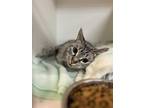 Adopt Didi Pickles a Gray, Blue or Silver Tabby Tabby (short coat) cat in