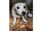 Adopt Ginger - IN FOSTER a White Mixed Breed (Small) / Mixed Breed (Medium) /