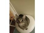 Adopt Violet a Brown Tabby Domestic Shorthair (short coat) cat in McHenry