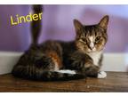 Adopt Linder a Domestic Shorthair / Mixed (short coat) cat in Cambridge