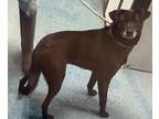 Adopt Storm A1415 a Black Labrador Retriever / Shepherd (Unknown Type) / Mixed