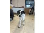 Adopt Oreo A1673 a Labrador Retriever / Cattle Dog / Mixed dog in Morganton