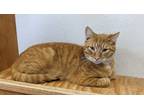 Adopt Joey a Domestic Shorthair / Mixed (short coat) cat in Prairie du Chien