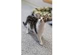 Adopt Chandler a Domestic Shorthair / Mixed (short coat) cat in Prairie du