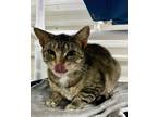 Adopt Honey a Domestic Shorthair / Mixed (short coat) cat in Lagrange