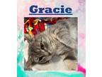 Adopt Gracie a Domestic Shorthair / Mixed (short coat) cat in Crystal Lake