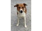 Adopt Whitt a Mixed Breed (Medium) / Mixed dog in Killen, AL (41144583)