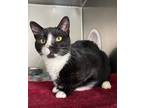 Adopt Whiskers a Black & White or Tuxedo Domestic Mediumhair / Mixed cat in