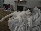 Adopt Ricky a White Domestic Shorthair (short coat) cat in St Cloud