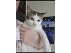 Adopt Evelyn a White Domestic Shorthair cat in St Cloud, FL (41152644)