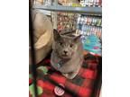 Adopt Sushi a Gray or Blue Domestic Shorthair / Mixed (short coat) cat in St